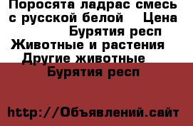 Поросята ладрас смесь с русской белой  › Цена ­ 7 000 - Бурятия респ. Животные и растения » Другие животные   . Бурятия респ.